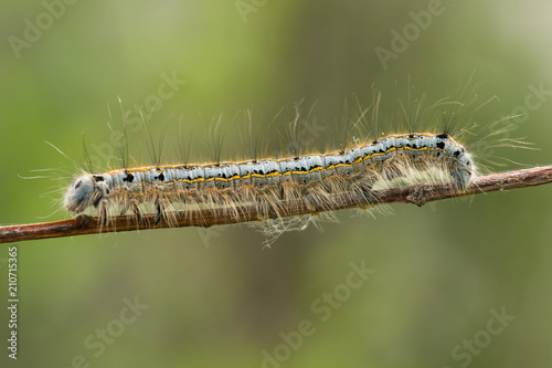 Caterpillar Malacosoma Nonstria