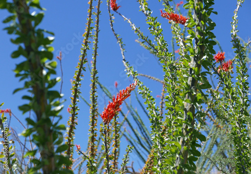 Blooming ocotilli cactus in the Sonoran desert photo