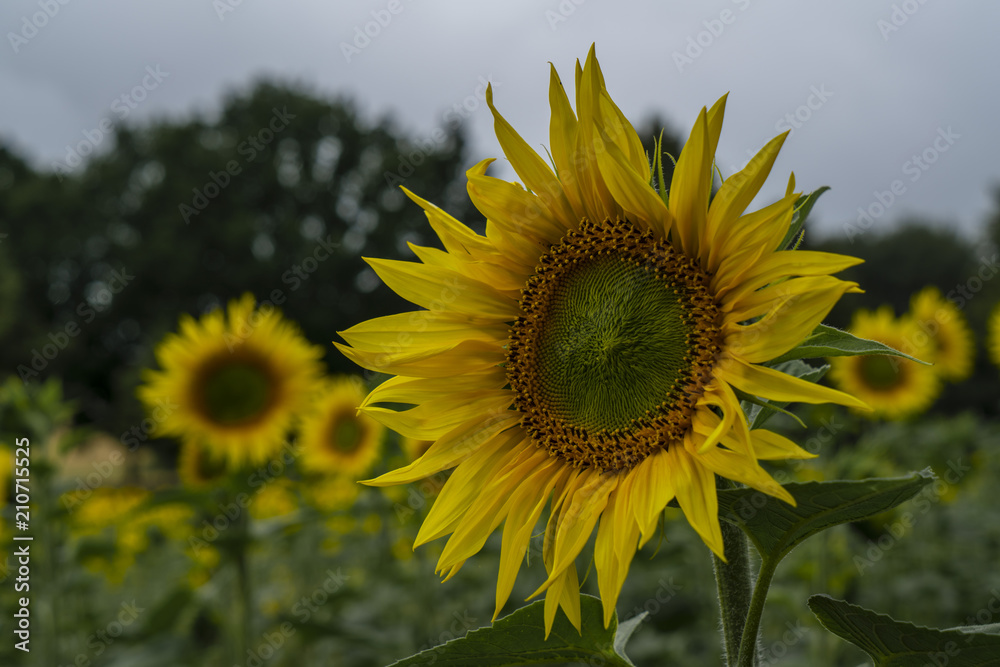 Fototapeta premium Sonnenblumenfeld mit strahlenden Blüten in mystischem Licht