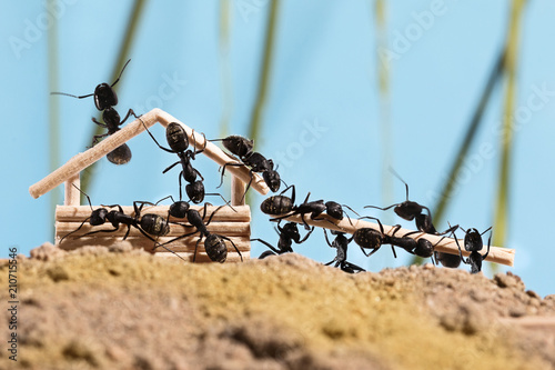 Ants are building wooden house (Lasius niger)