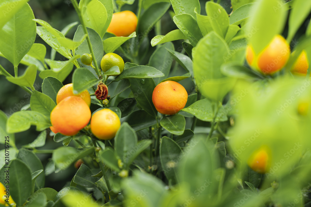 Kumquats am Baum in der Natur