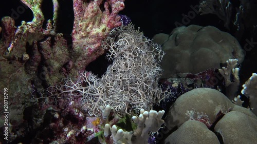 Basket starfish closing at night - Astroboa Nuda, Red Sea photo