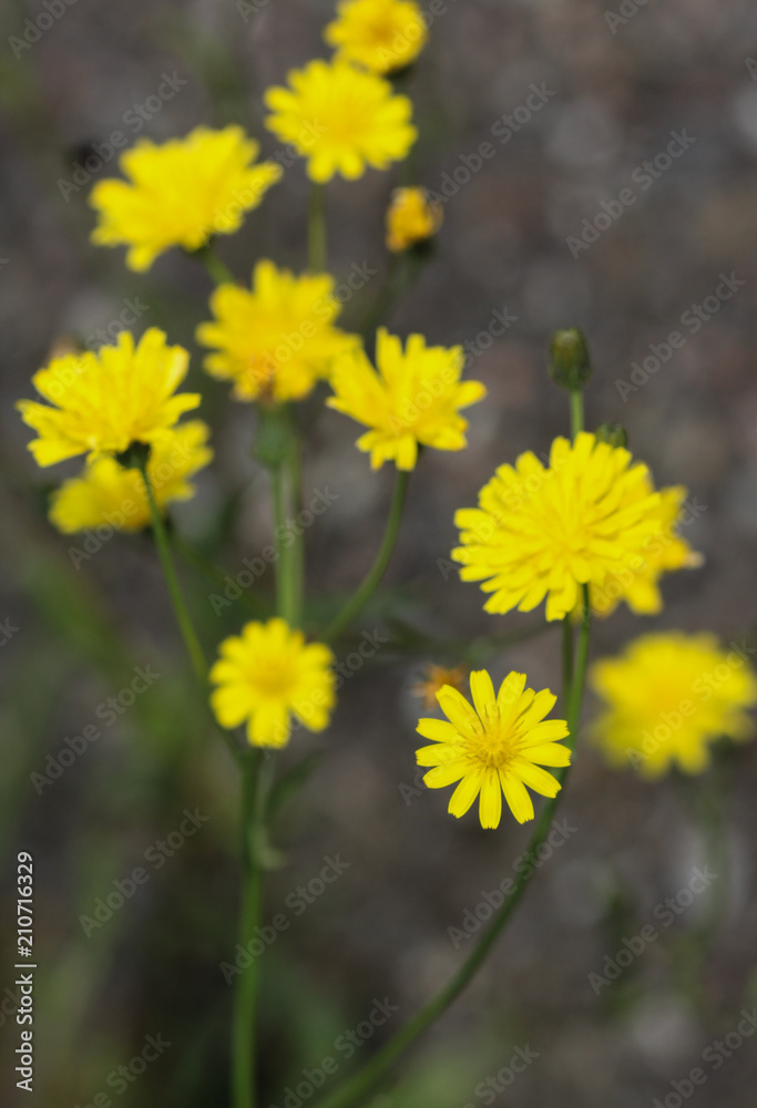 Crepis tectorum, the narrowleaf hawksbeard or narrow leaved hawkd beard, blooming in the summer Crepis tectorum, the narrowleaf hawksbeard or narrow leaved hawkd beard, blooming in the summer