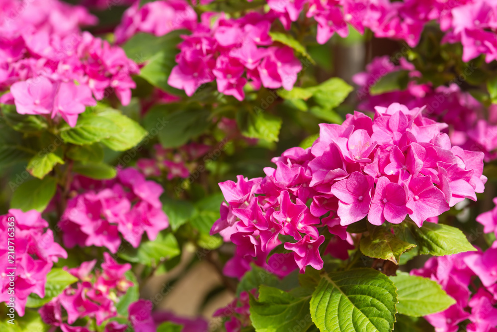 Pinkfarbene Blüten der Gartenhortensie