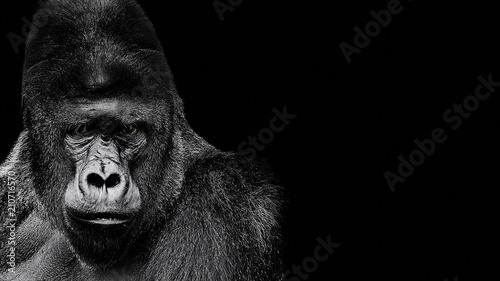 Obraz na płótnie Portrait of a Gorilla