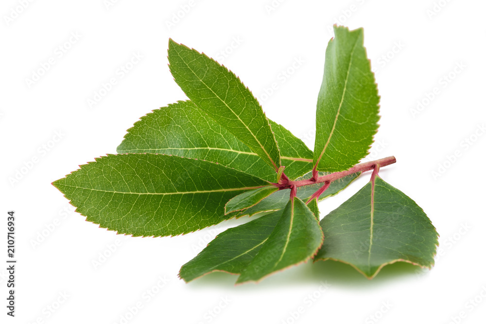 Fototapeta premium strawberry tree