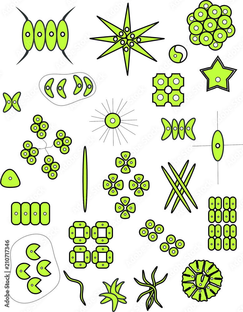 Vector of coccoid green algae (Chlorophyta) Stock Illustration