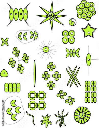 Vector of coccoid green algae (Chlorophyta) photo