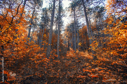 beautiful autumn forest background 