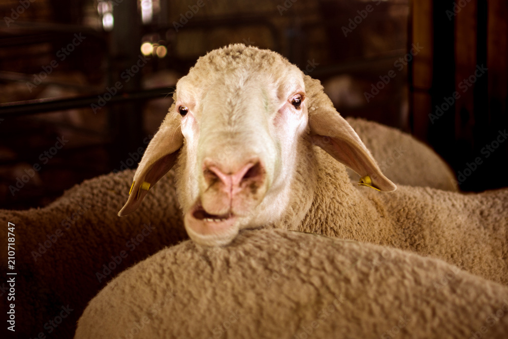Obraz premium funny sheep portrait