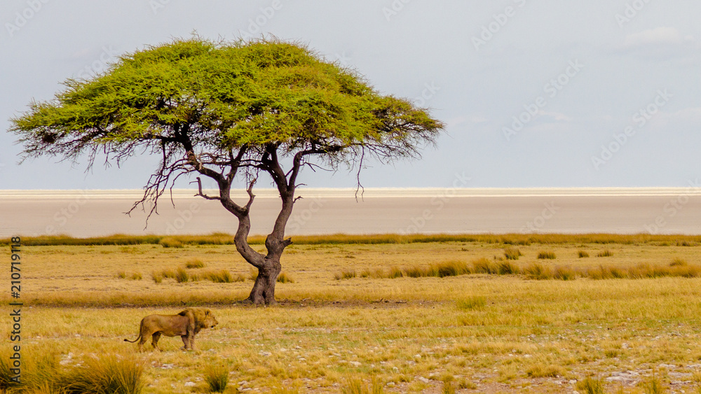 Lions in Namibia 2