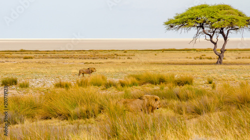 Lions in Namibia