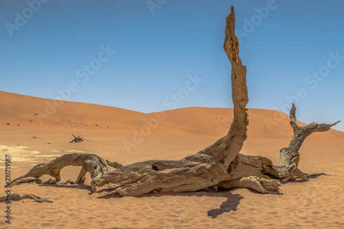 Dead Tree in dead vlei