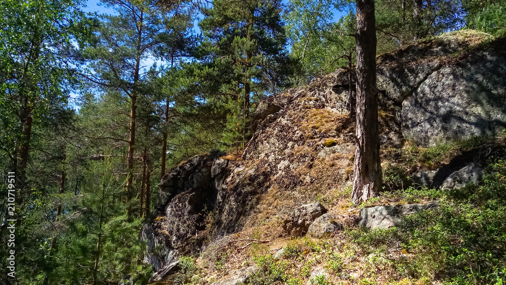 Scandinavian forest huge granite boulders. Northern forest landscape.