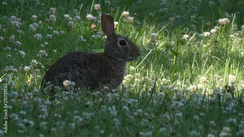 Rabbit on a hot day too