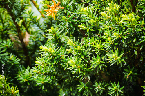 Taxus baccata (Yaw tree) bush in the garden. Selective focus. 