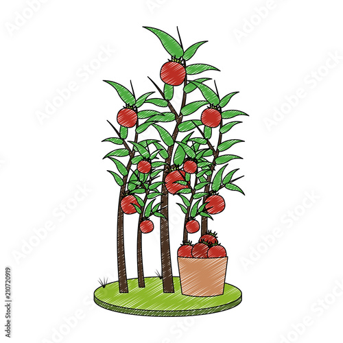 Tomatos plant harvest vector illustration graphic design
