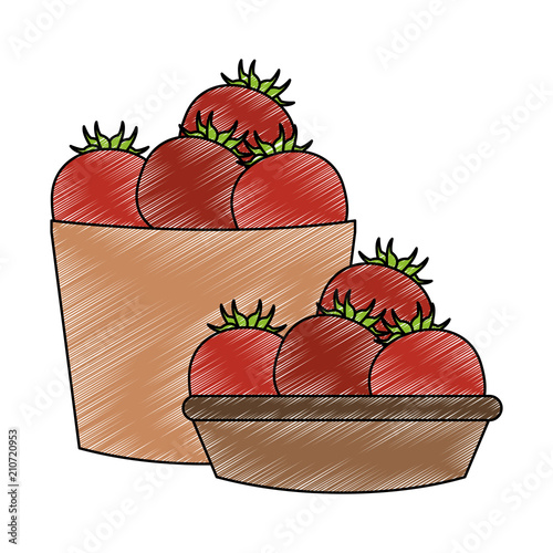 Tomatos on basket vector illustration graphic design