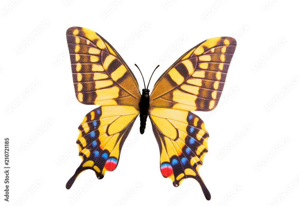 butterfly isolated butterfly isolated