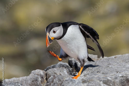 Puffin (Fratercula arctica), Farne islands, Scotland