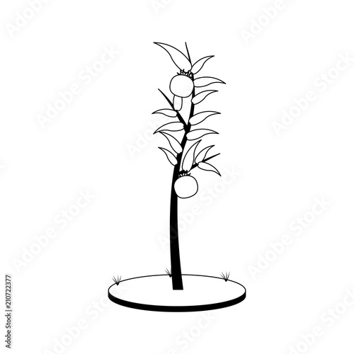 Tomatos plant harvest vector illustration graphic design vector illustration graphic design