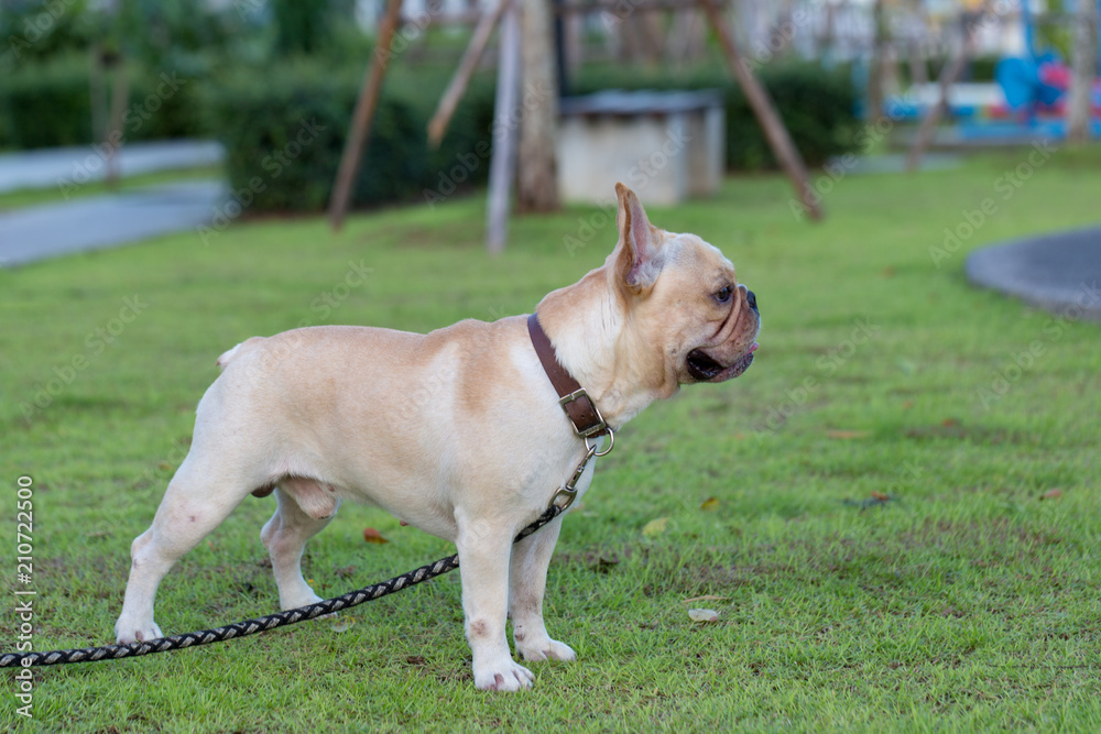 Baby cute french bulldog pet in the field.