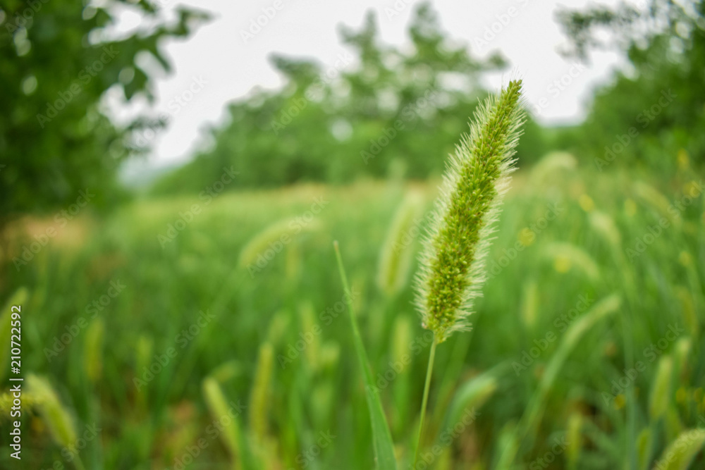 Close up of fresh morning green wheat in spring Close up of fresh morning green wheat in spring