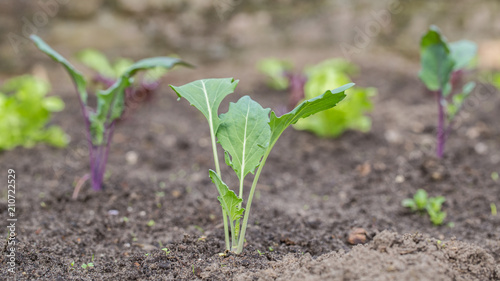 Fresh Kohlrabi plants in a vegetable garden