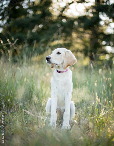 Cute yellow lab puppy in a field