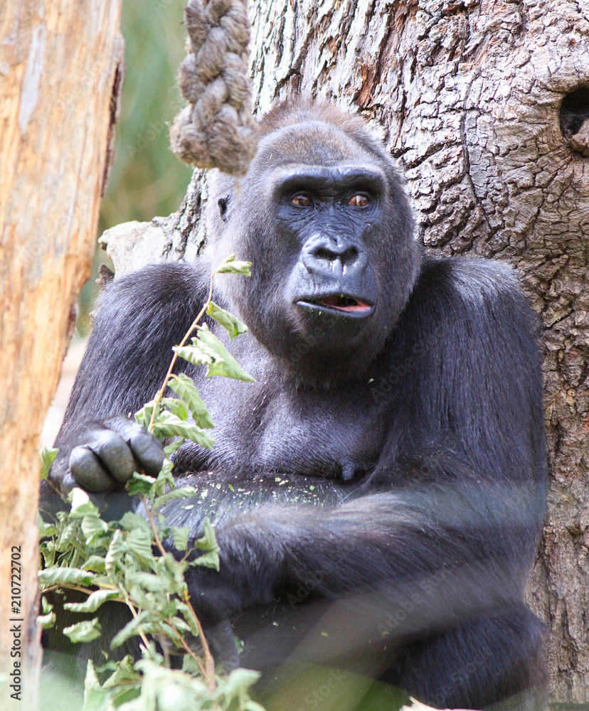 Portrait of an adult Gorilla with mouth open resting against a tree