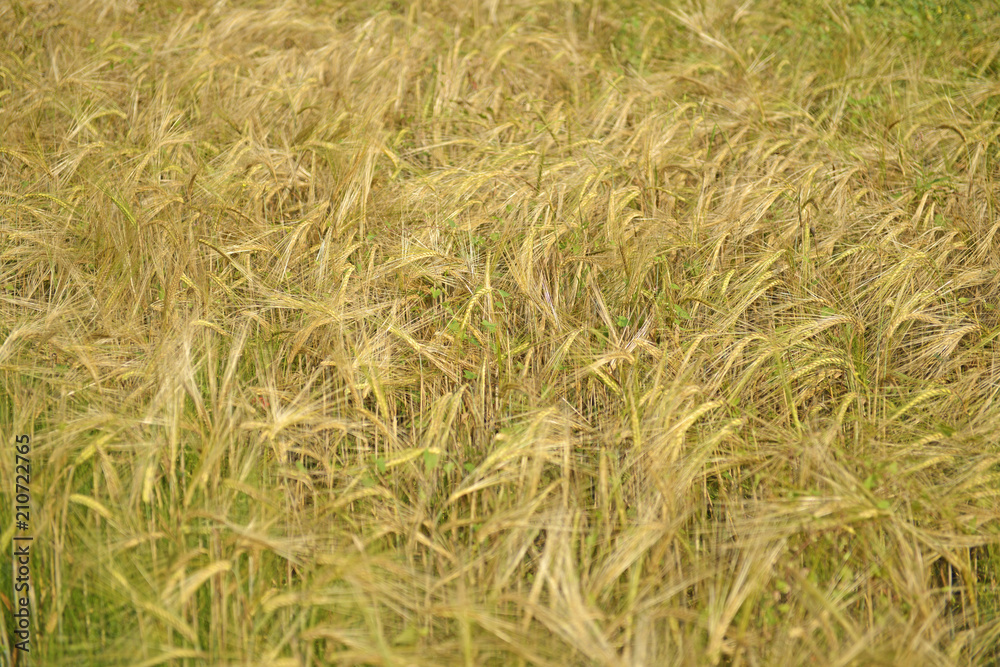 Spighe di grano. Spighe di grano.