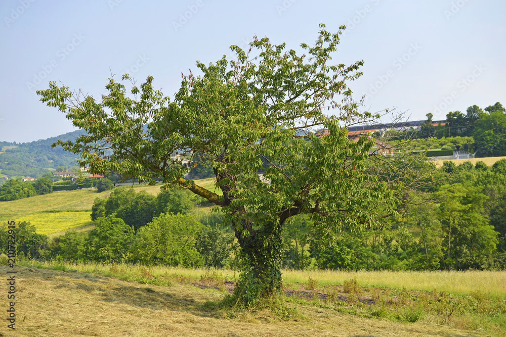 Paesaggio con grande pianta.