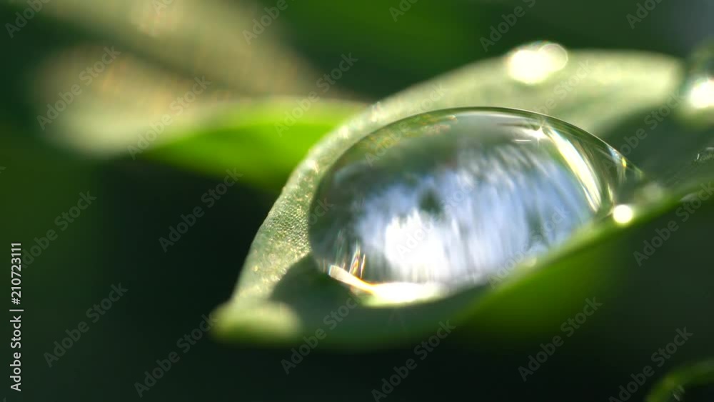 Morning dew and green leaves