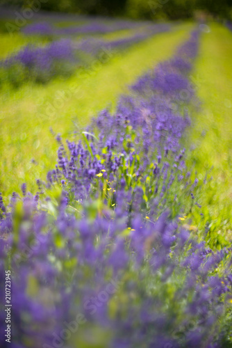 Lavender bushes closeup on sunset. Lavender field closeup. Blooming lavender.Sunset gleam over purple flowers of lavender.  © dannywilde