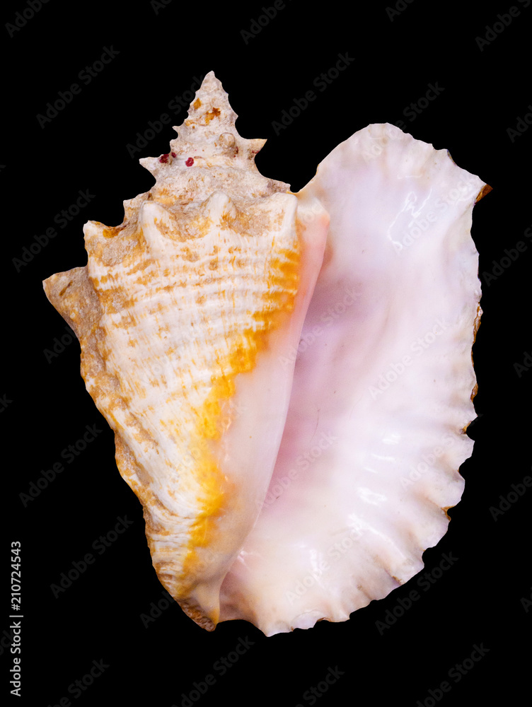 Seashell, isolated on black background Seashell, isolated on black background
