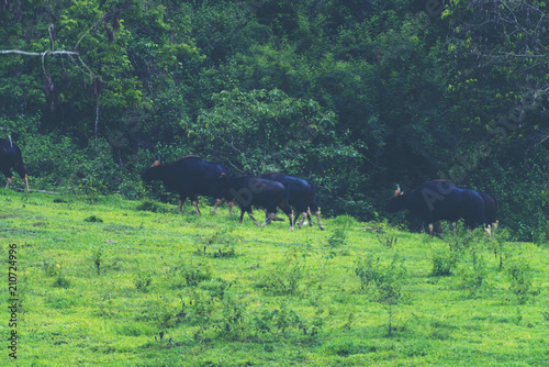 gaur in the tropical forest...