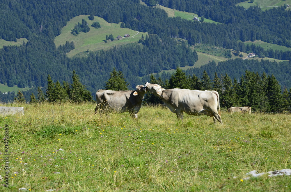 Fototapeta premium Switzerland Mountains in Spring Appenzell