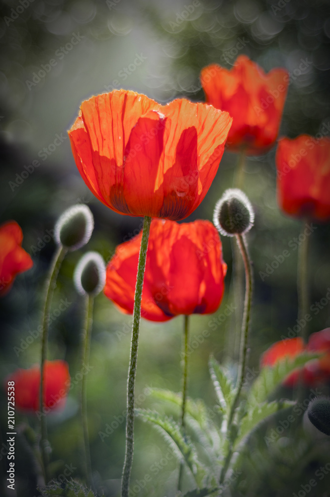 Obraz premium Poppy