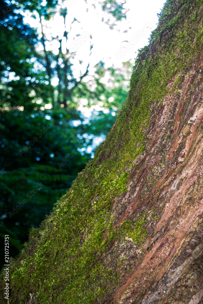 Moss Growing On Angled Tree Trunk