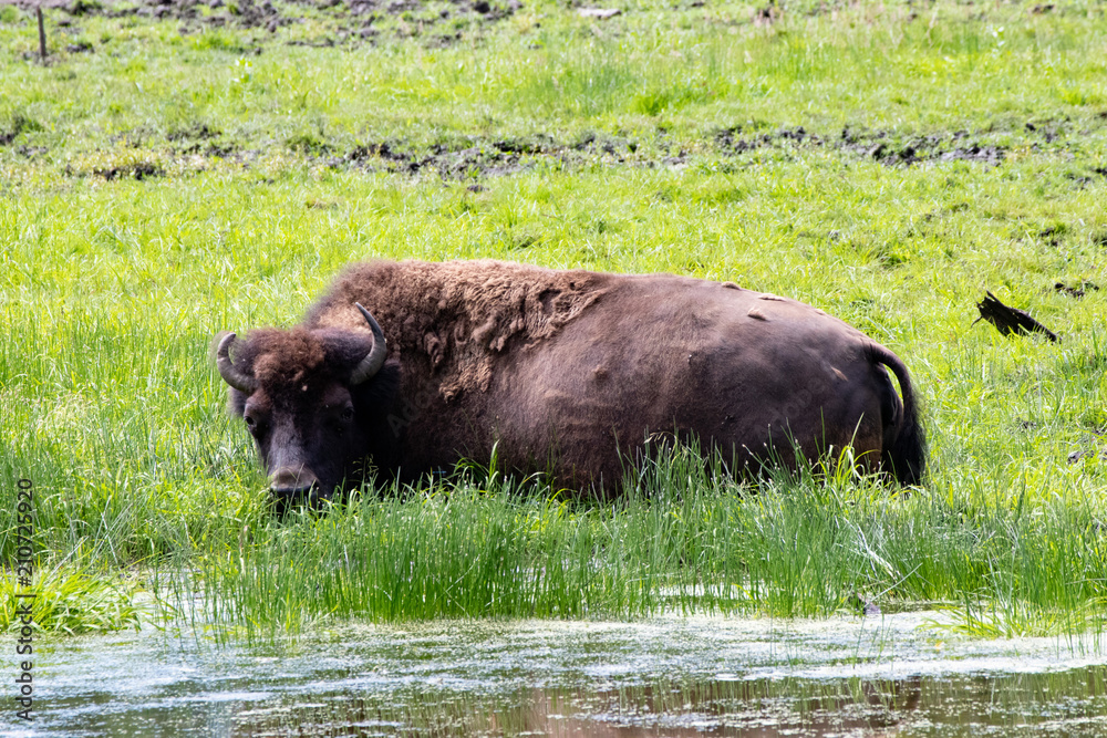Bison im Sumpf