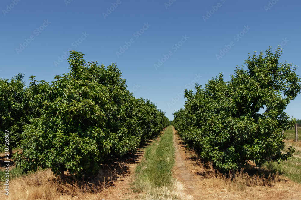 Naklejka premium apple garden, rows of trees, gardening, farming.