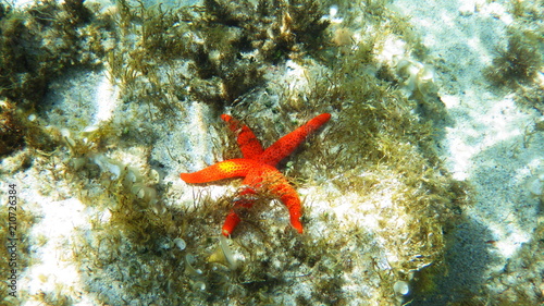 bajo el mar