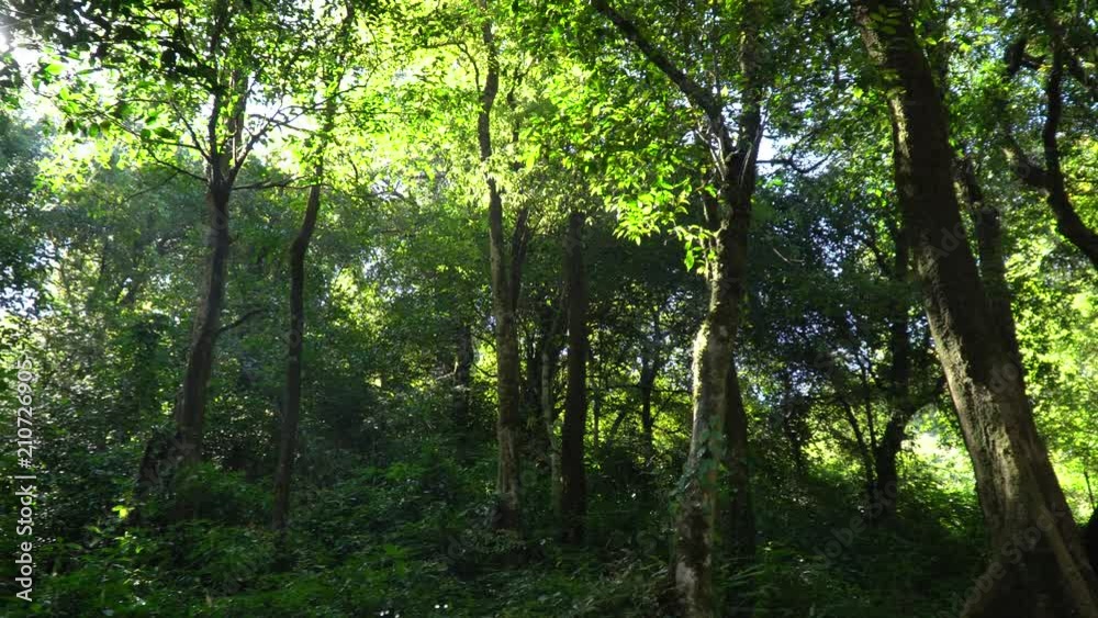 green forest in the morning.fresh air from nature. green forest in the morning.fresh air from nature.