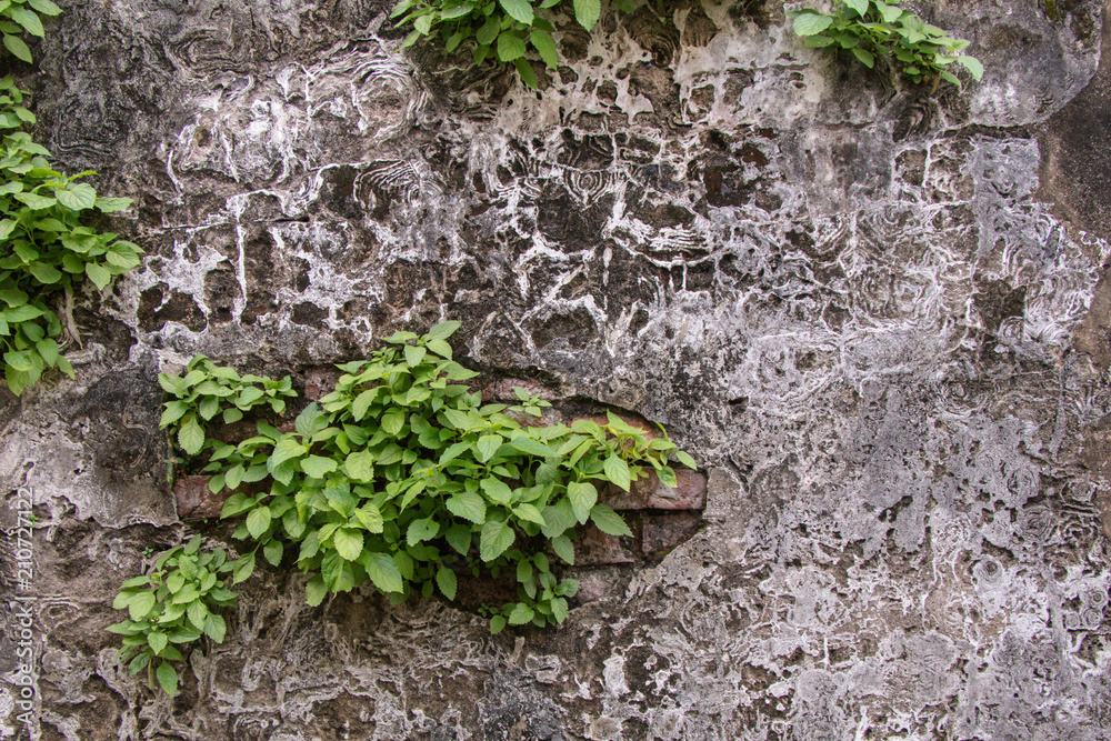 Small tree growing on cracked cement wall. Small tree growing on cracked cement wall.