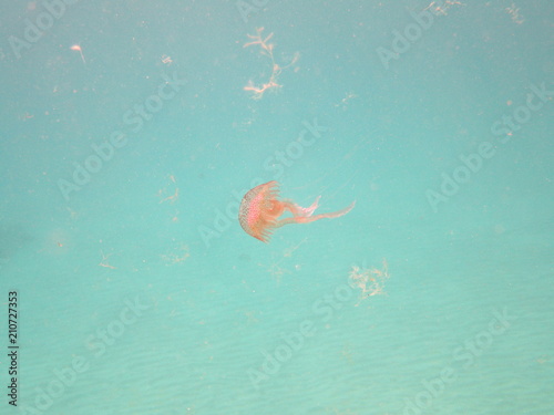 bajo el mar