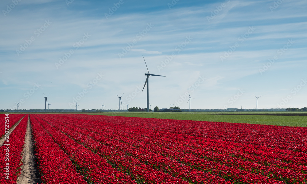 Red and white tulips in field