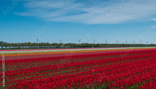 Red and white tulips in field © hipproductions