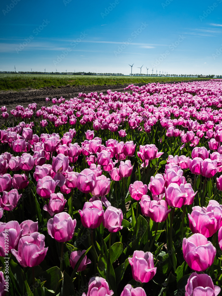 Pink tulips in field