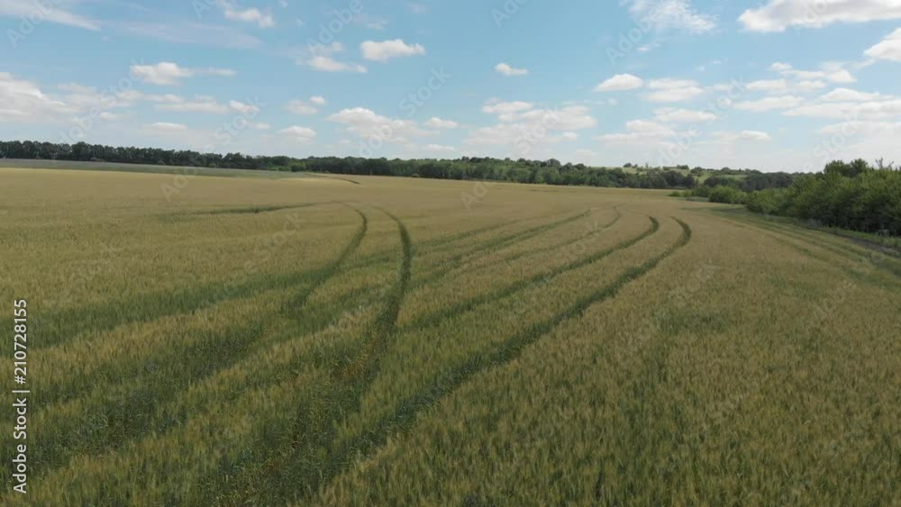wheat field, shooting in motion. 4k wheat field, shooting in motion. 4k