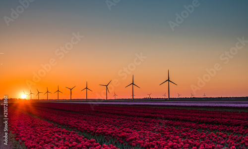 Pink and red tulips in field at sunrise
